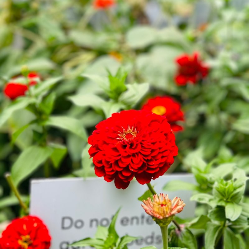 JASHANDEEP MAAN icon