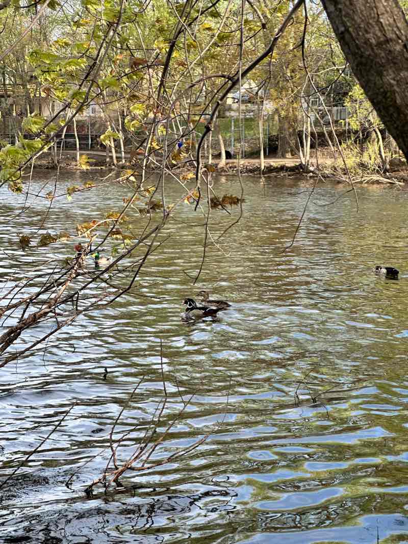 walking near me in Sullivan Lake Park in winter