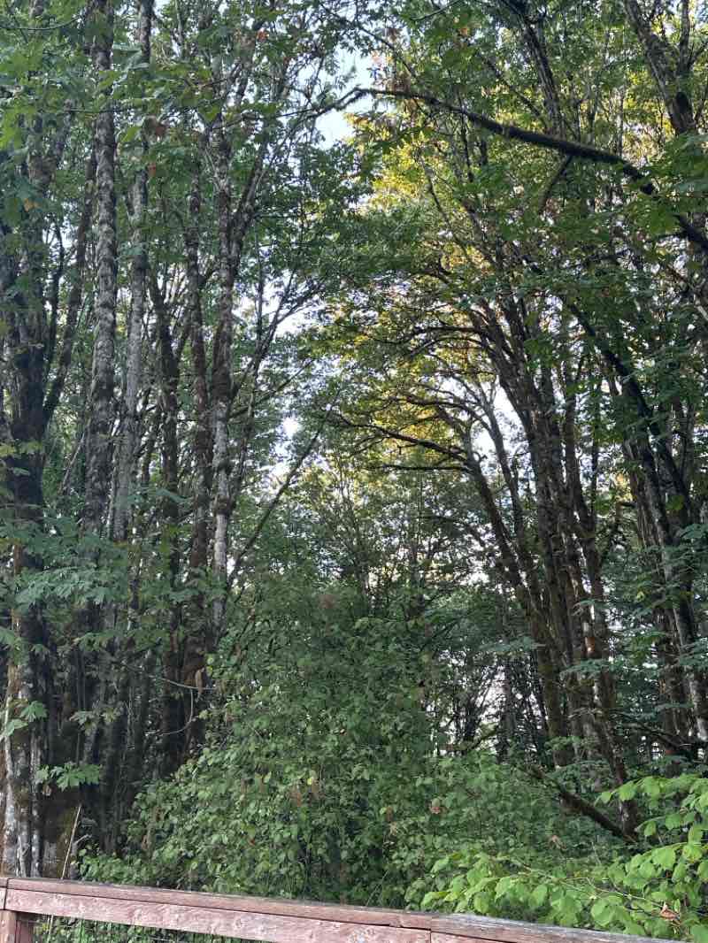 walking near me in Wilkinson Farm Park in autumn