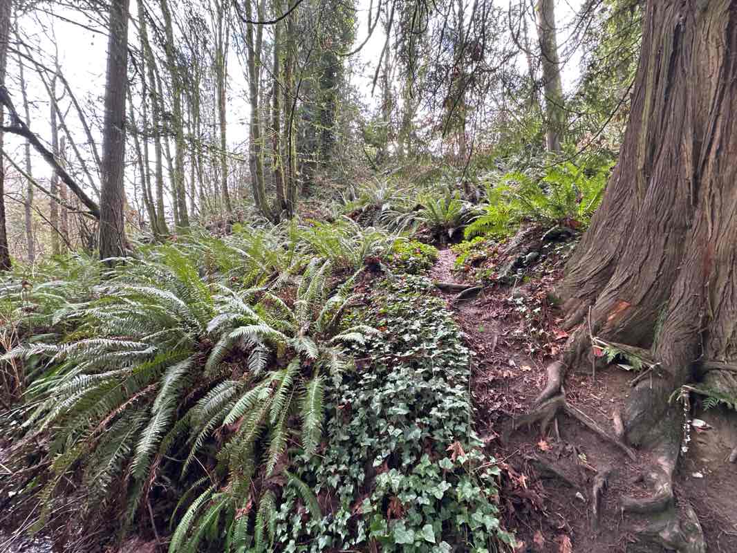 walking near me in Ravenna Park in winter
