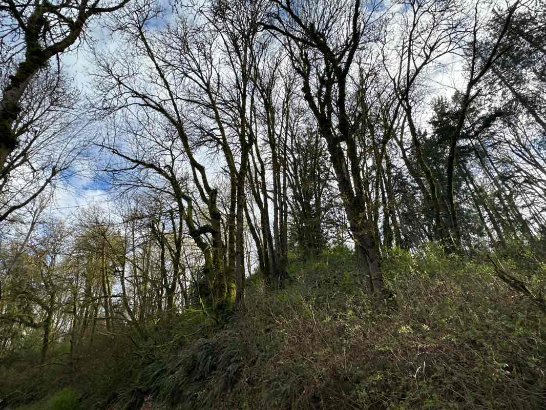 walking near me in Clarks Creek Park in spring