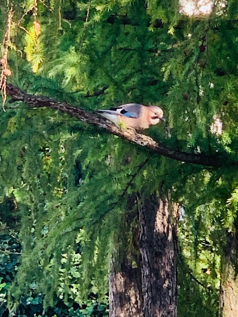 walking near me in Wyspa Młyńska in autumn