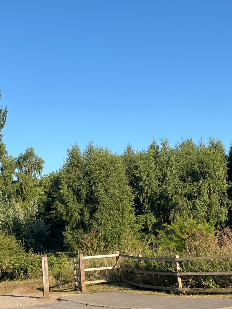 walking near me in Conningbrook Lakes Country Park in summer