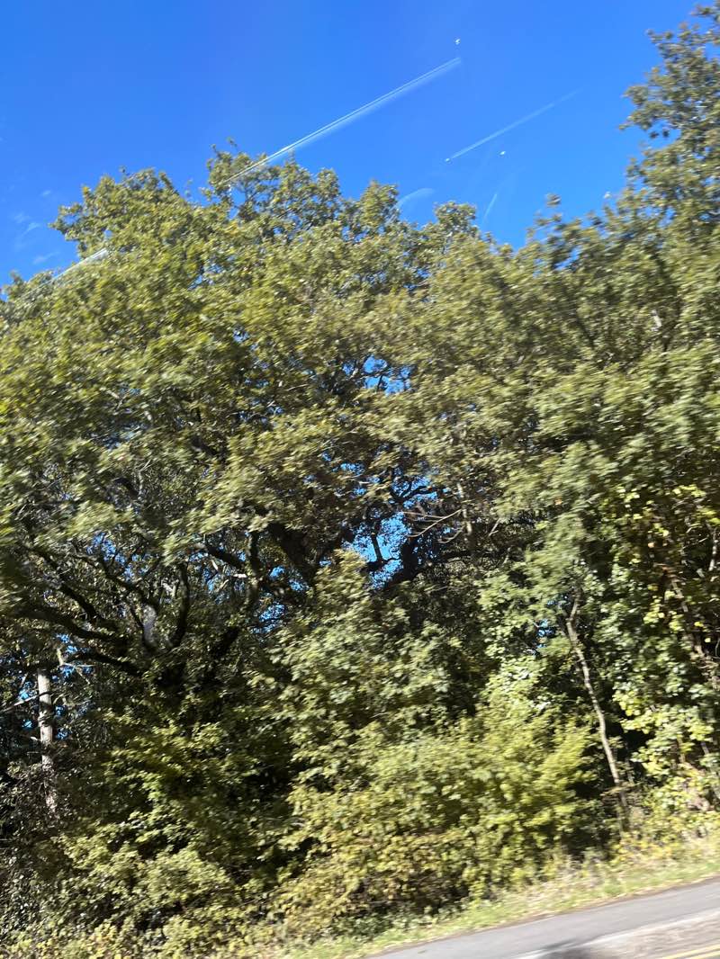 walking near me in Wanstead Park in autumn