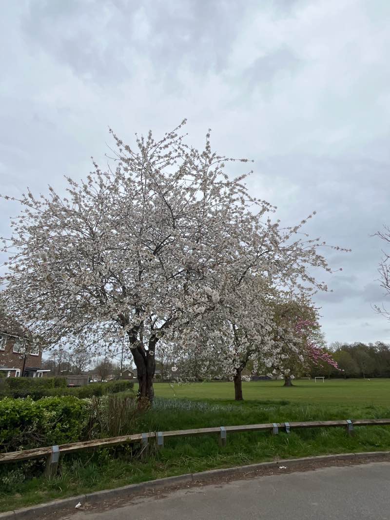 walking near me in Tilgate Playing Field in spring