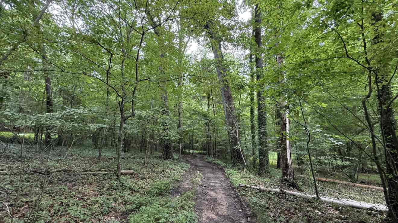 walking near me in Greendale Park in summer