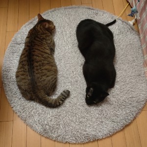 ヒデブ〜 profile