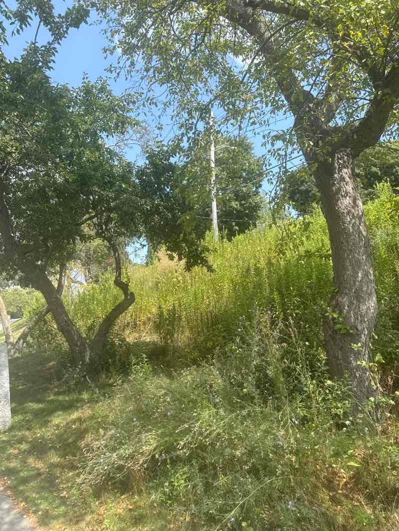 walking near me in Veterans Field in autumn