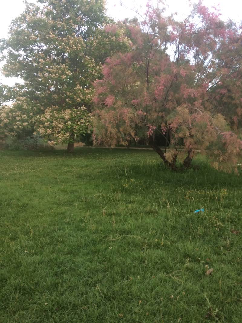 walking near me in Gülbahçe Parkı in winter