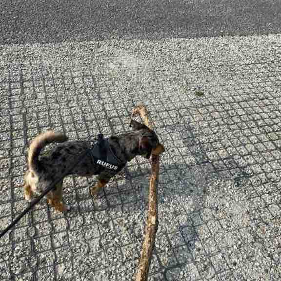 Step Up for Mental Health Roz Collingwood post image