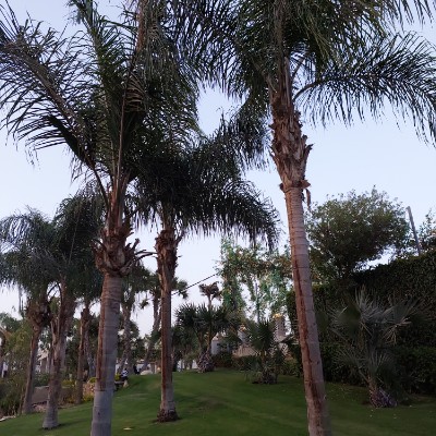 Locaria Nada post image