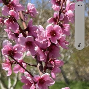 necmiye_k2000 icon
