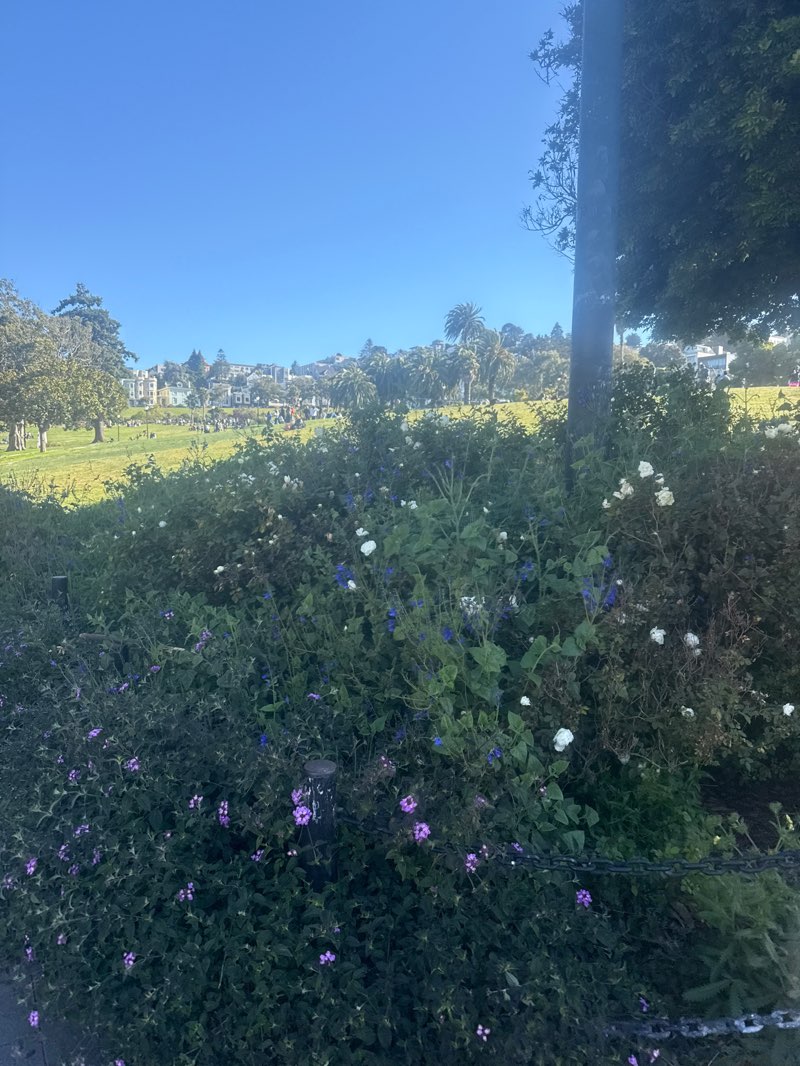 walking near me in Mission Dolores Park in summer