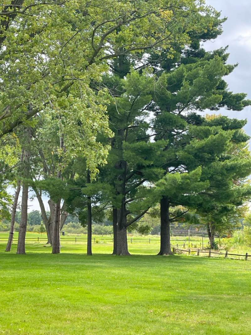 walking near me in Memorial Park in autumn
