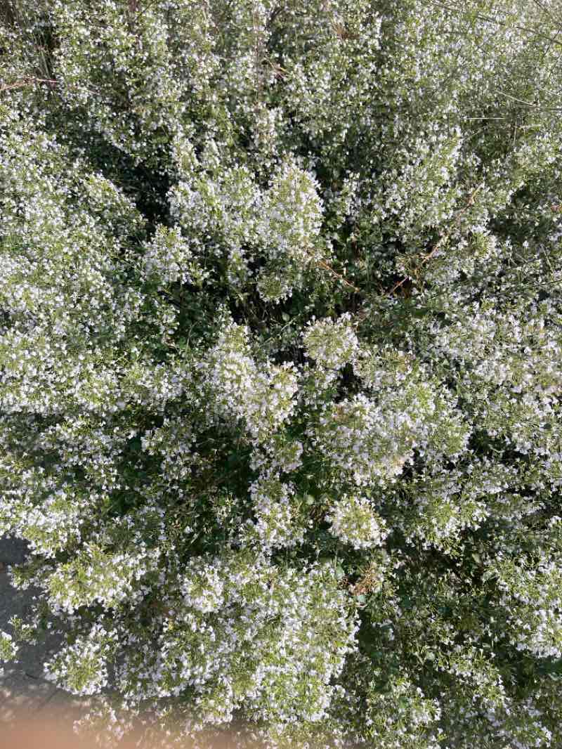 walking near me in Library Mall in autumn