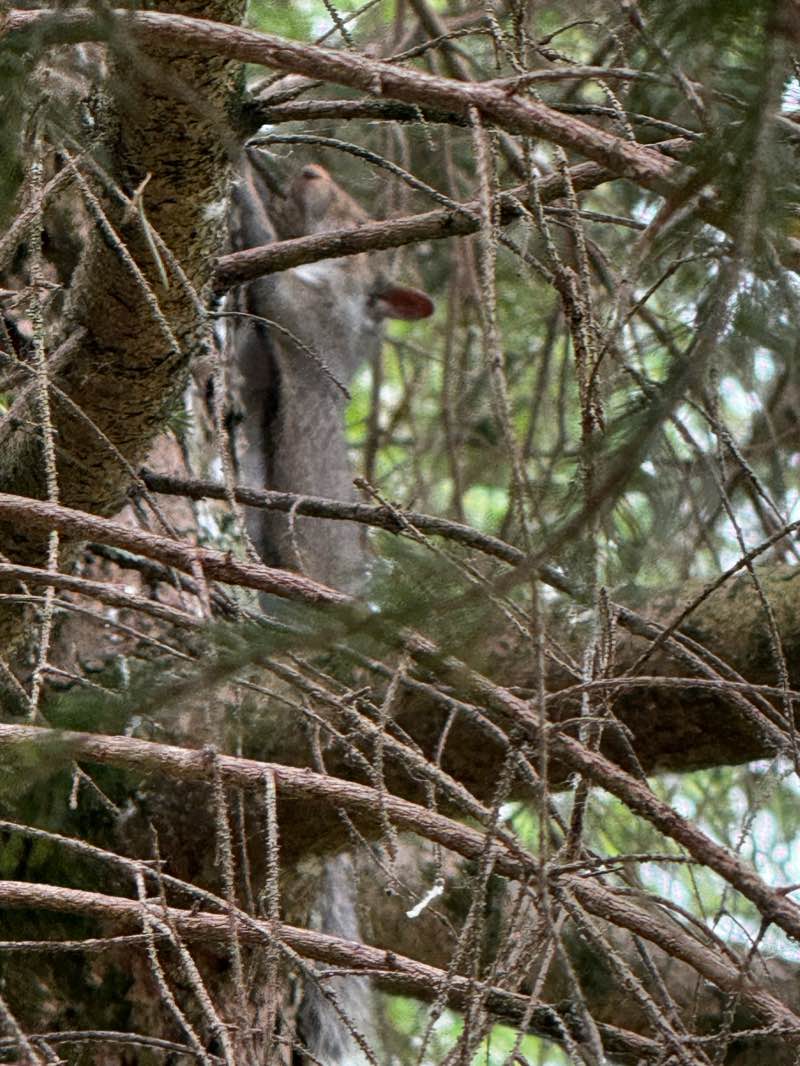 walking near me in Schwartzkopf Park in winter