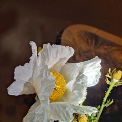 One Team nun shall pass. post image