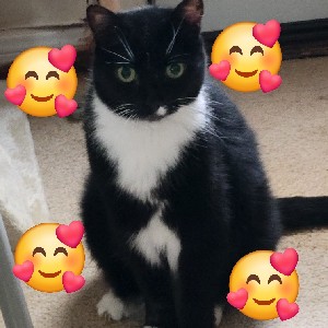 Cupcake 🧁 profile