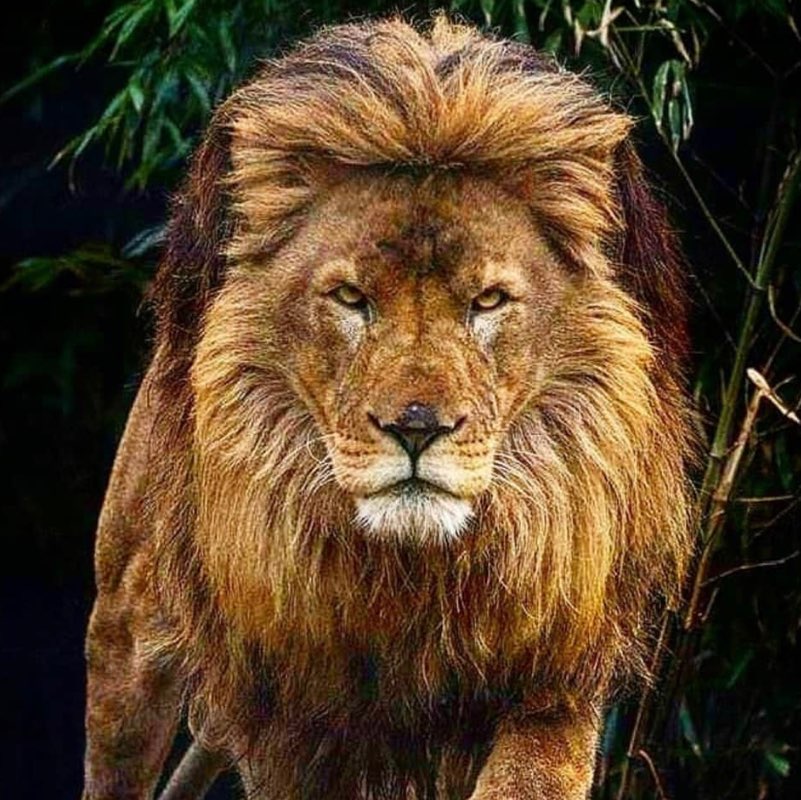 Jermaine profile