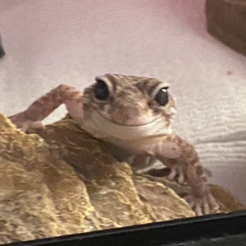 Pepperoncini profile