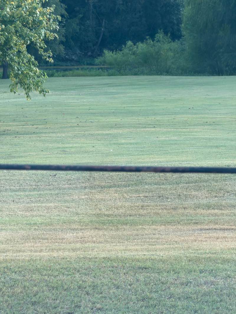 walking near me in Towne Lake Park in summer