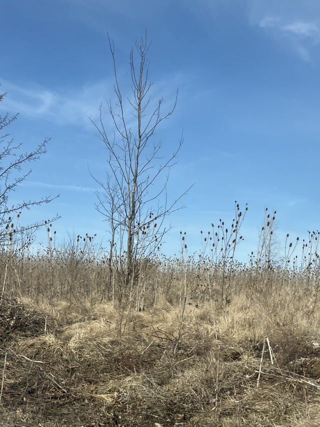 walking near me in Waters Edge Park in spring
