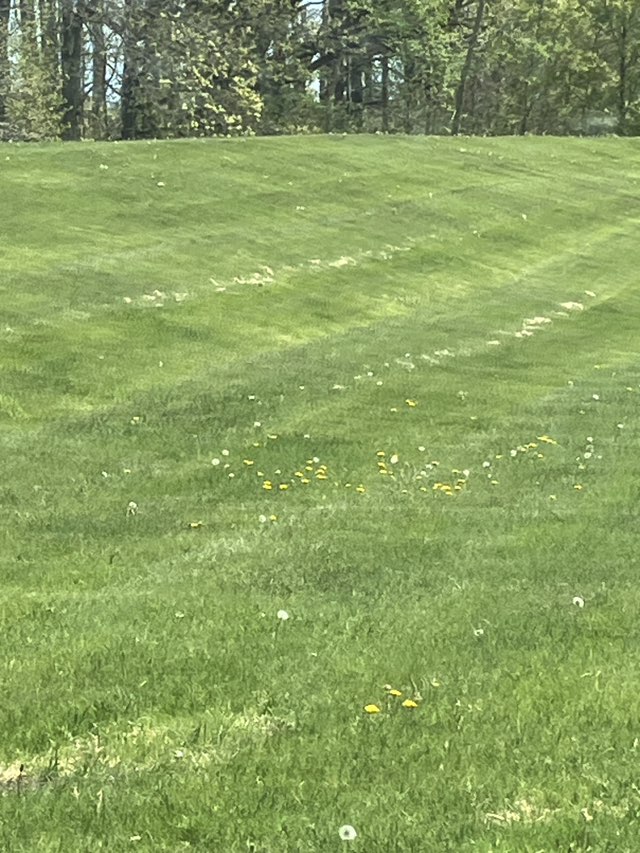 walking near me in Fieldview Open Space in spring