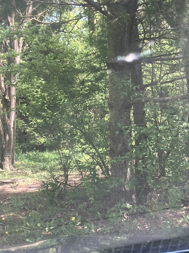 walking near me in Forest Hills Park in spring