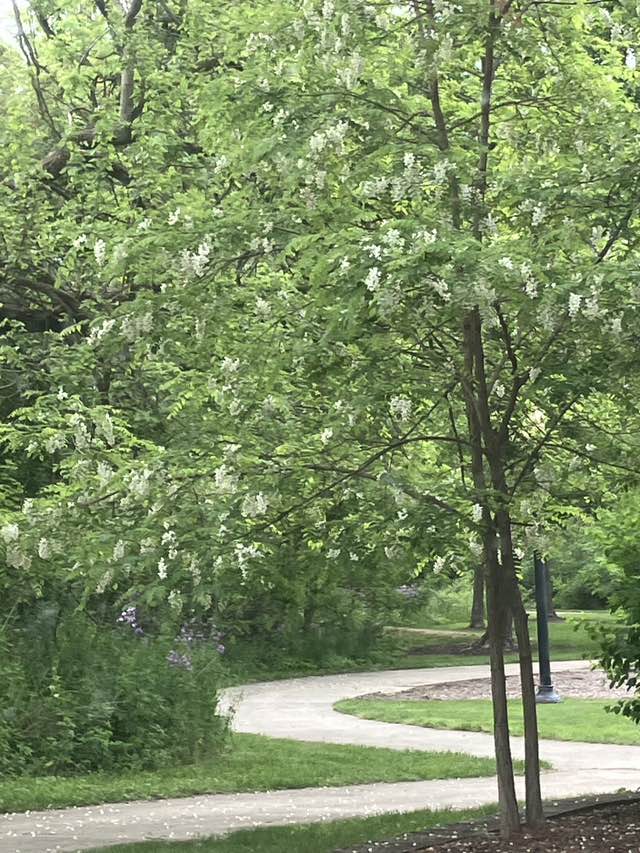 walking near me in All Kids Playground in spring
