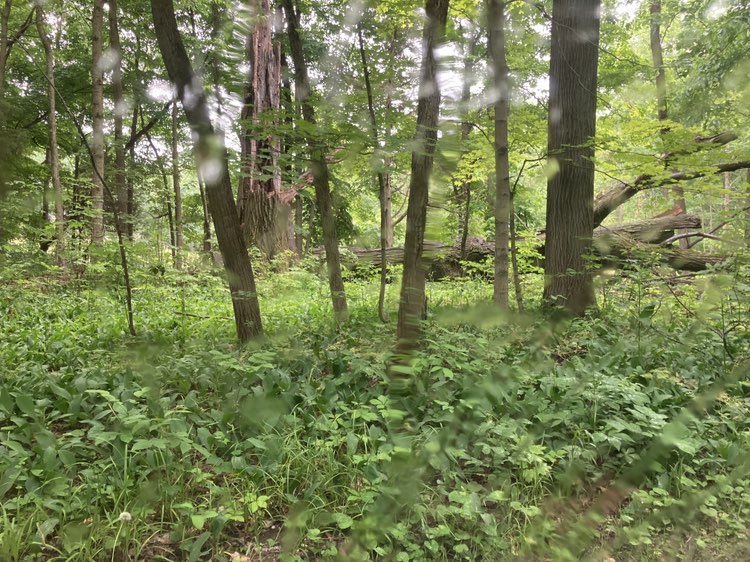 walking near me in Wing Haven - Acres Land Trust in summer