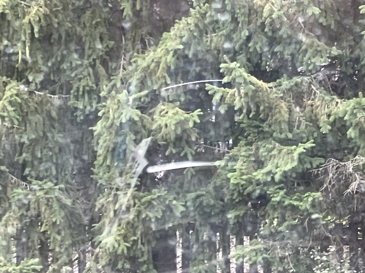 walking near me in Brattin Woods Park in summer