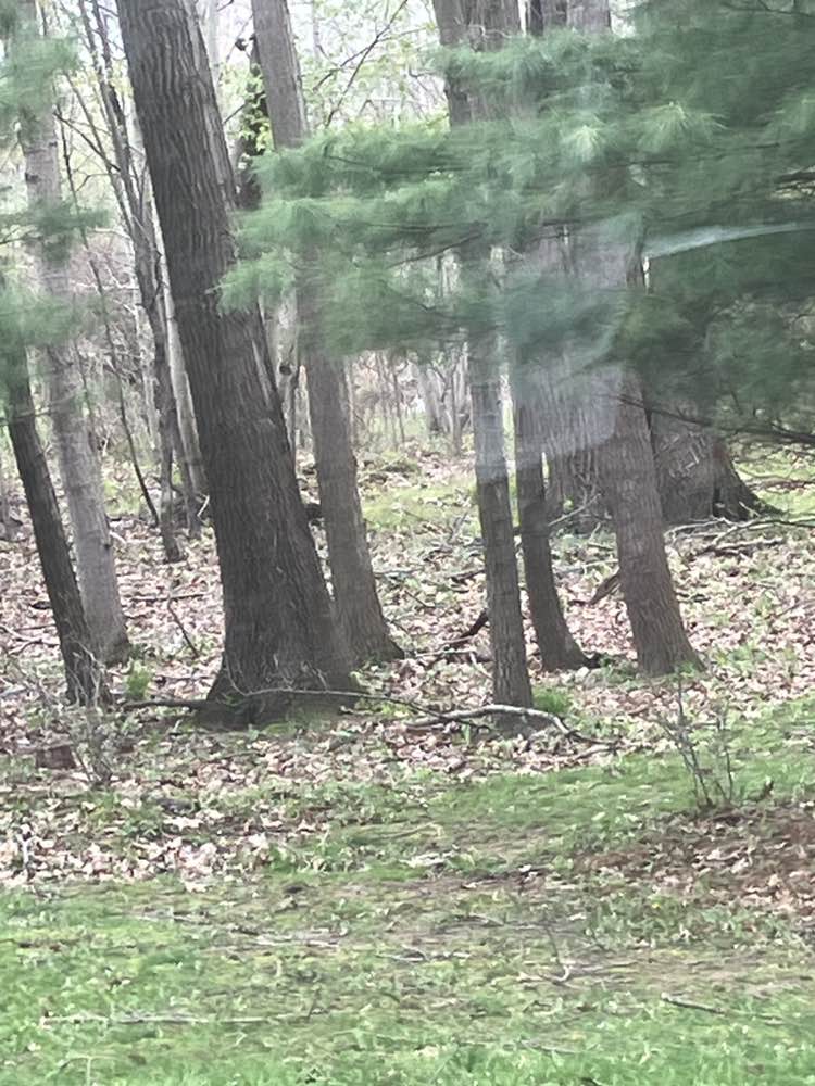 walking near me in Dearborn Park in spring