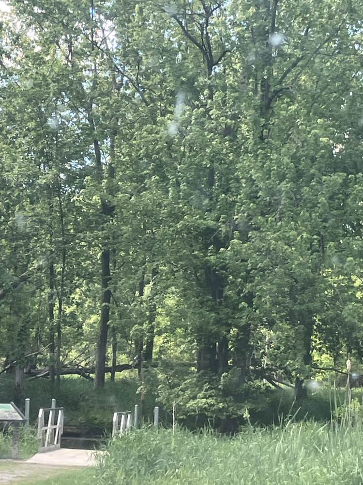 walking near me in Looking Glass River Park in summer