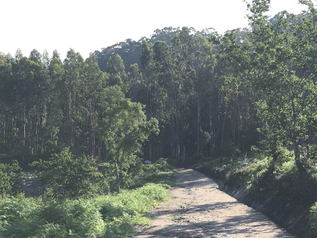 walking near me in Paseo do Gafos in winter