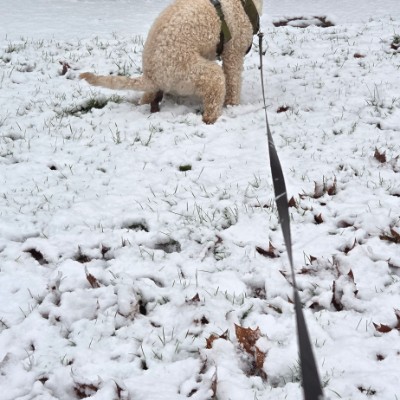 Walking with friends adineh.hp post image