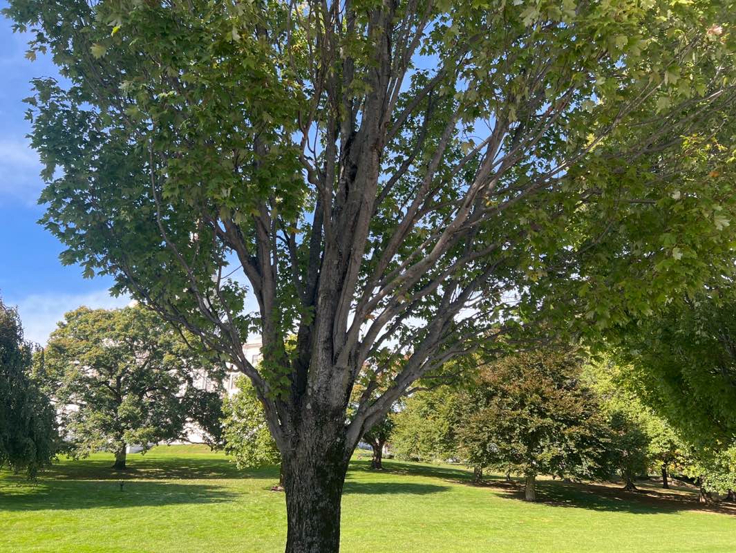 walking near me in State House Park in autumn