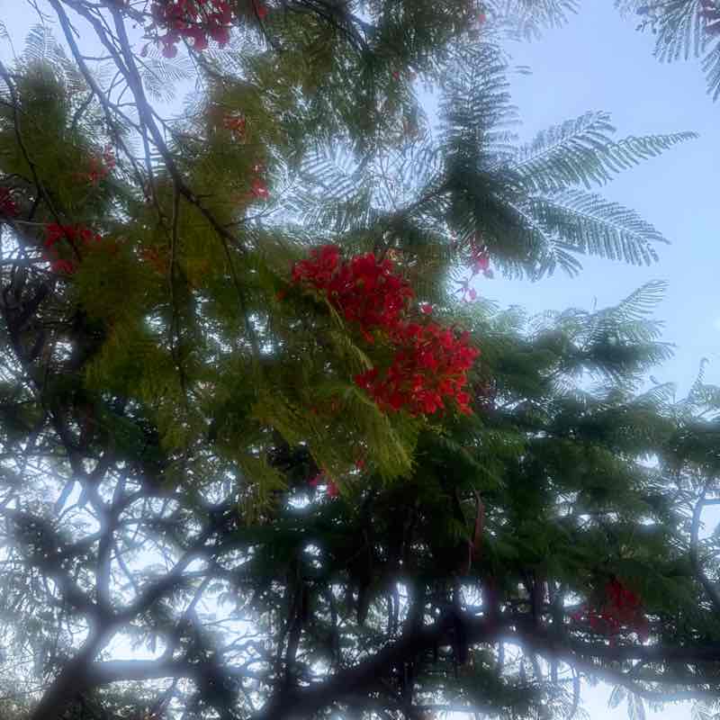 Kinley Gyelmo post 3