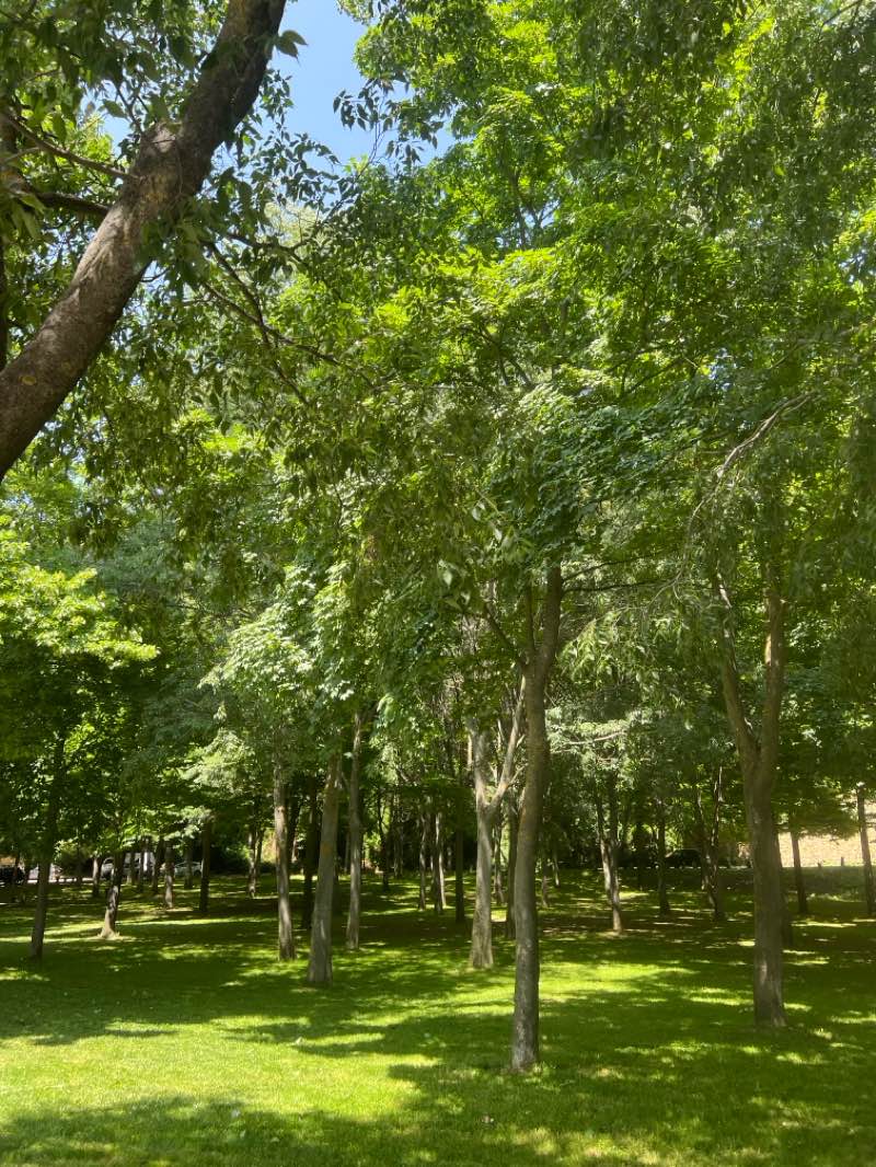 walking near me in Jardines de la Fuencisla y Pradera de San Marcos in summer