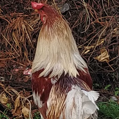 Jeremy's Friends Vaderhalli 572132 post image