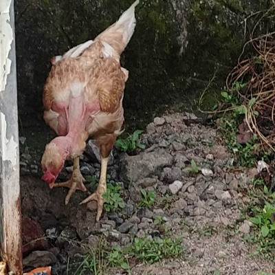 Jeremy's Friends Vaderhalli 572132 post image