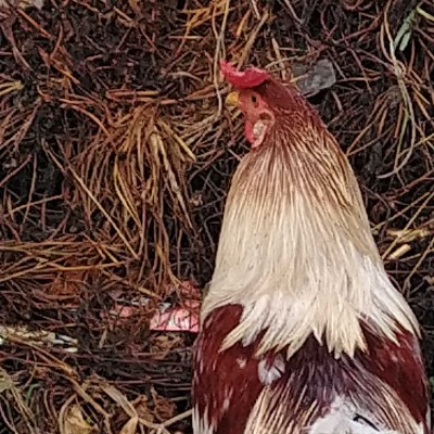 Jeremy's Friends Vaderhalli 572132 post image