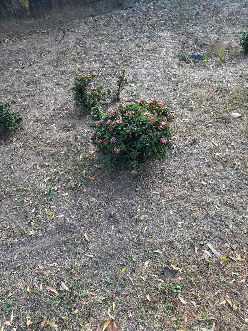 walking near me in Madhavaram Botanical Garden in winter