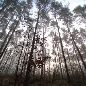 Einar Halvarsson profile