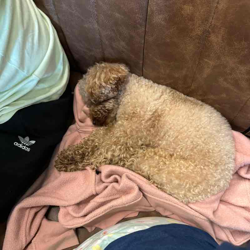 Ejimo issukis Oreo post image