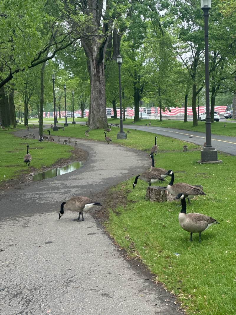 walking near me in Parc René-Lévesque in summer