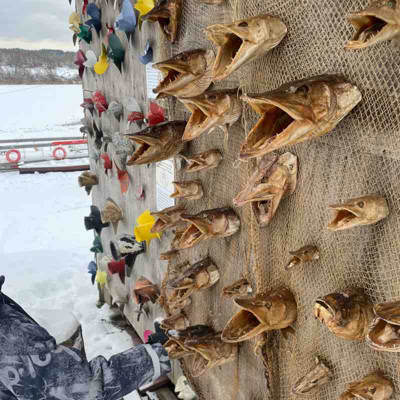 Aussie Pacers Den post image