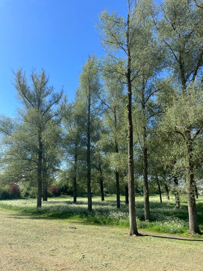 walking near me in Ouse Valley Park in spring