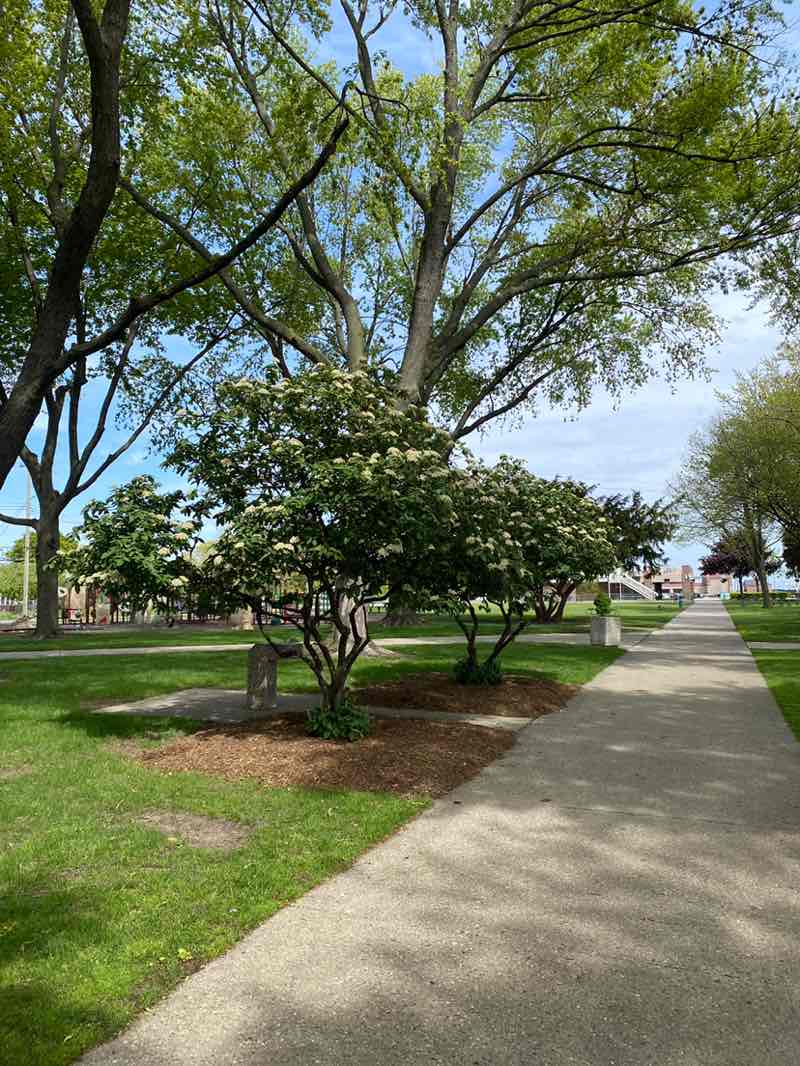 walking near me in Blossom Heath Park in spring