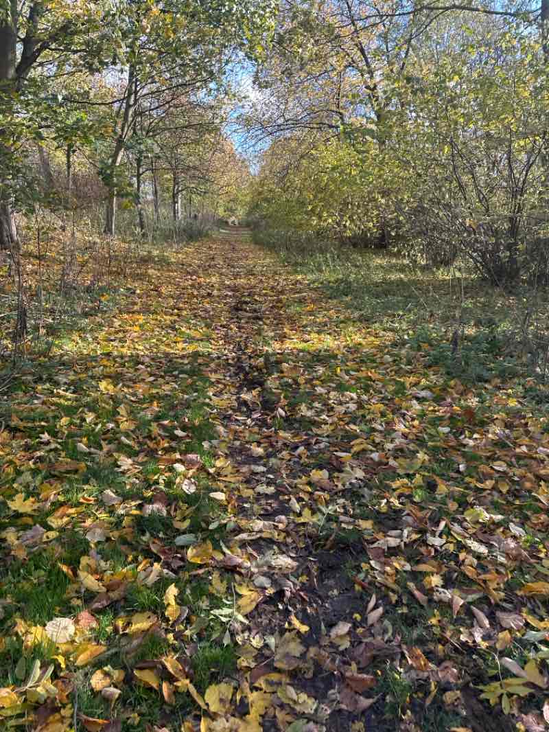 walking near me in Loughton Valley Linear Park in autumn