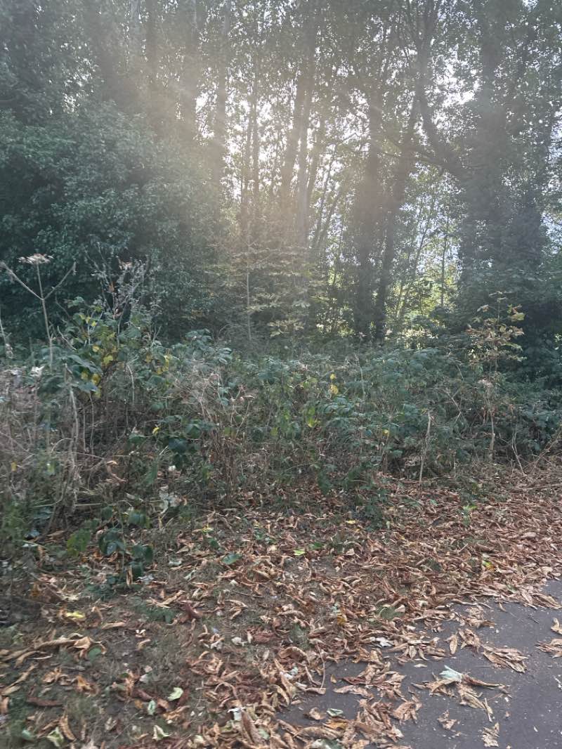 walking near me in Riverside Meadow in autumn